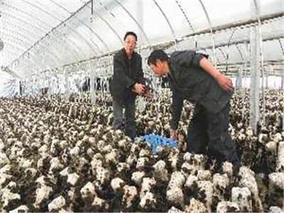 食用菌的遺傳、育種和栽培